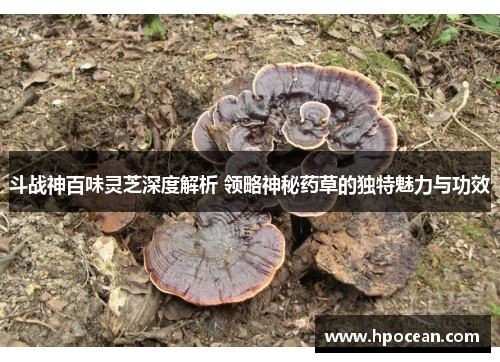 斗战神百味灵芝深度解析 领略神秘药草的独特魅力与功效